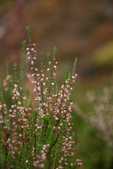 Simplicity of Nature