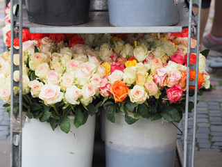 Weisse, gelbe und rote Rosen vor dem Verkauf auf einem Markt im Wassereimer