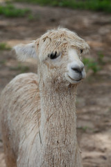 Obraz premium Portrait of a cute, young Alpaca on a farm in central Florida
