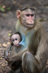 A Portrait of The Rhesus Macaque Mother Monkey Feeding her Baby and showing emotions