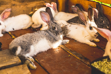 Breeding a large group of rabbits in a small shed.