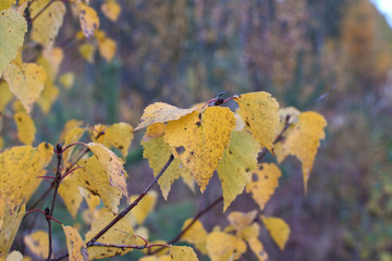 Fall leaves