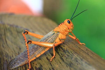 Saltamontes