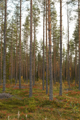 Finland forest