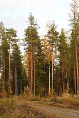 Symetrical trees and golden hour