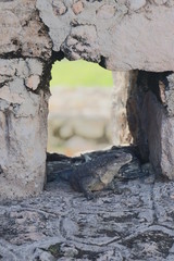 Fototapeta na wymiar La iguana