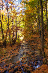 Autumn mountain colors of Old River ( Stara reka ) , located at Central Balkan national park in Bulgaria