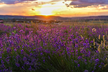 Obraz na płótnie Canvas lavender field at sunset close-up