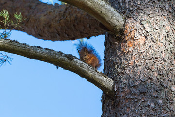 Squirrel on a tree branch