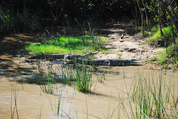 Fototapeta na wymiar Wild Crocodiles in South Africa along the river bank