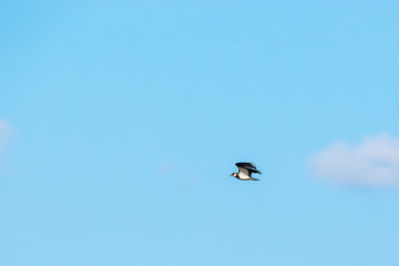 Lapwing bird flying in the sky