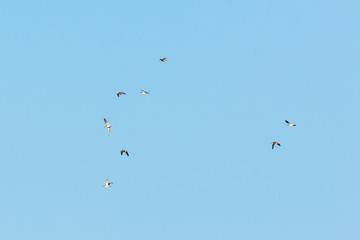 Woodcocks birds flock flying in the sky