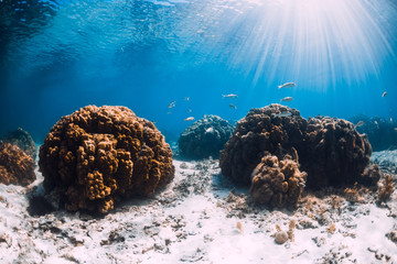 Tropical ocean with white sand and corals underwater
