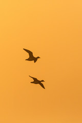 Two Ducks flying at sunrise