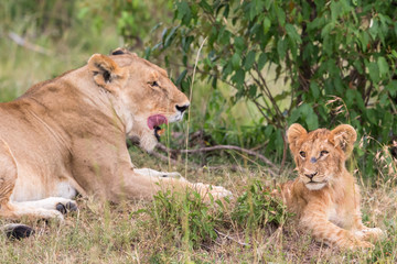 Naklejka na ściany i meble Lion cub lying in the grass with her mother on the African savannah