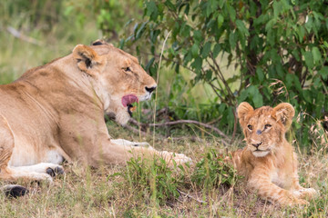 Lion cub lying in the grass with her mother on the African savannah