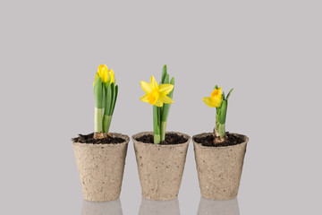 Yellow narcissus flower in a pot on grey background
