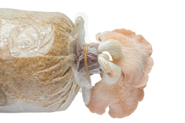 Pink oyster mushroom isolated on white background