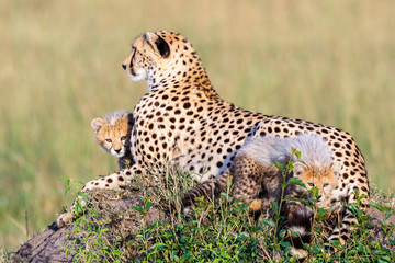 Curious cheetah cubs with their mother