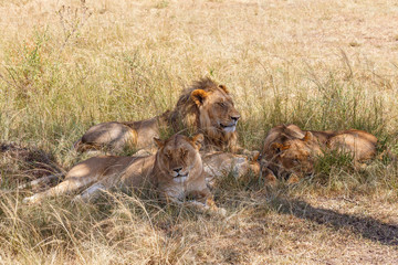 Lions sleeping in the grass