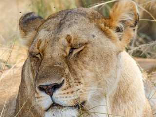 Lioness with her eyes closed