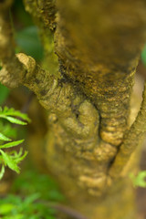 tree