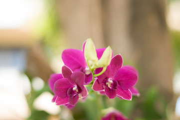 Fototapeta na wymiar Orchids in the park near the house.