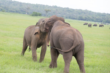 Elephants in beautiful Sri Lanka Jungle