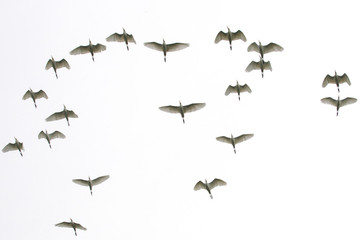 Birds in flight in Sri Lanka Jungle