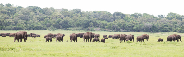 Fototapeta na wymiar Elephants in beautiful Sri Lanka Jungle