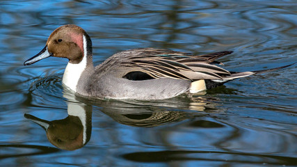 duck swimming in lake with its reflection