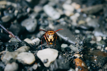 spider on leaf