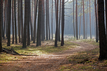 Forest in the fall