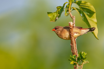 Strawberry finch on a bush in golden light
