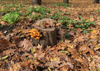 Flammulina velutipes mushrooms on a stump among autumn fallen leaves in the forest
