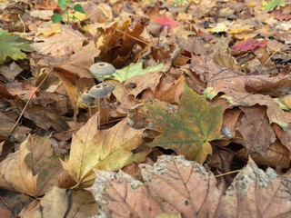 Parasola mushrooms among autumn fallen leaves in the forest