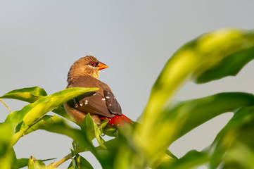 Strawberry finch on a bush in golden light