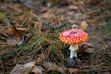 fly agaric mushroom in the forest