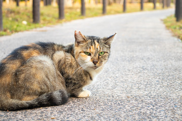 のらねこ 三毛
