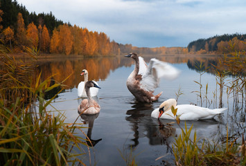 Autumn forest and lake. Two adult swans with little swans. Idylls. The beauty of the wild. Royal...