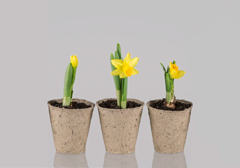 Yellow narcissus flower in a pot on grey background