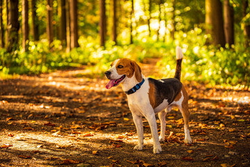 The beagle dog standing in autumn forest. Portrait with shallow background