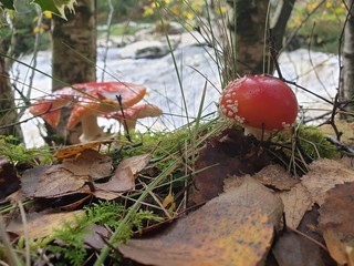 mushroom in the forest