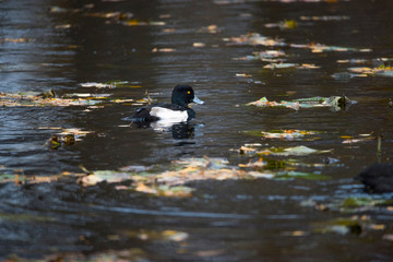 Tufted duck in a pond in autumn on the Drottningholm island in Stockholm