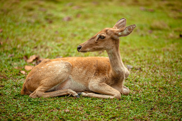 Wild deer lies in a park on grass