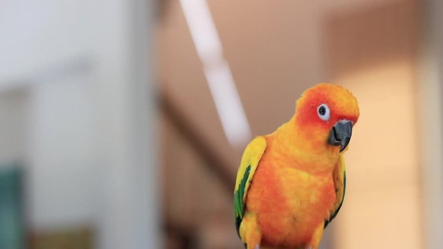 Beautiful colorful sun conure feeling cheerful with blur background.