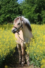 pretty fjord pony stands in a rape field