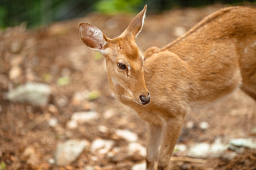 Portrait of a wild deer in the park