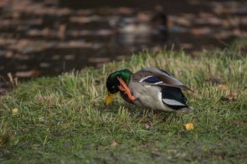 Mallard at a pond on the Drottiningholm island in Stockholm a autumn day