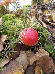 fly agaric in forest